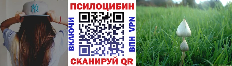 Купить  Мурино  Галлюциногенные грибы Psilocybine cubensis 